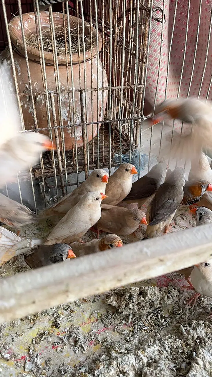 Healthy and active premium quantity finches and egg food available — photo 11