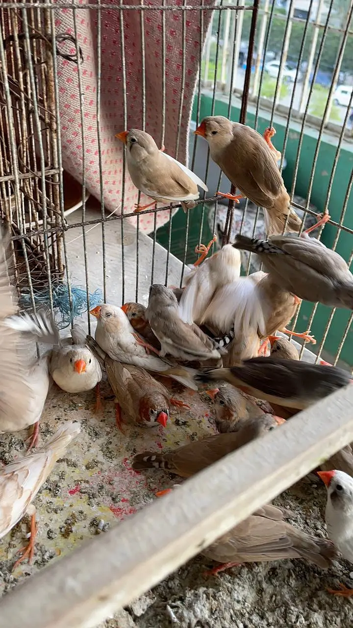 Healthy and active premium quantity finches and egg food available — photo 12