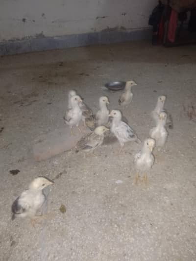 assel murgi with 10 chicks
