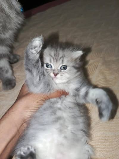 Persian kitten ( 03375899343 ) contact on watsapp