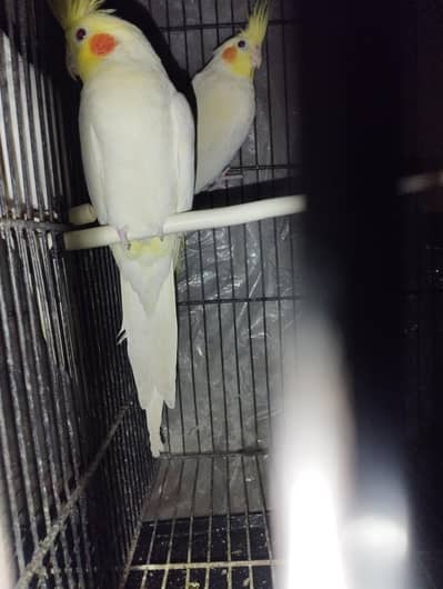 Cocktail pair red eye