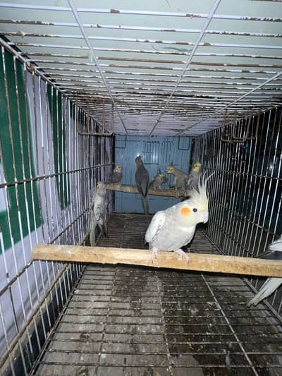 cocktail breeder pairs