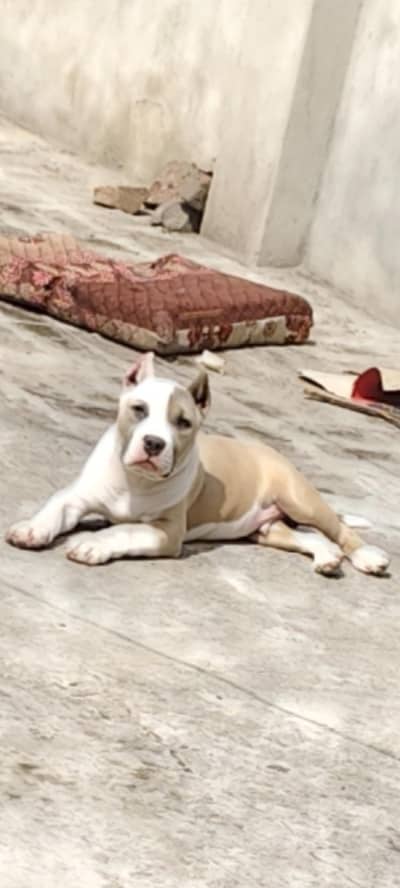American bully