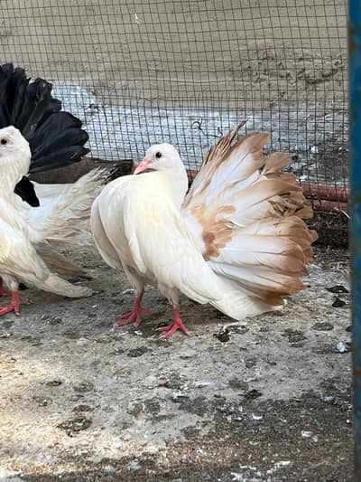 Blacktail redtail yellowtail silvertail fancy pegions