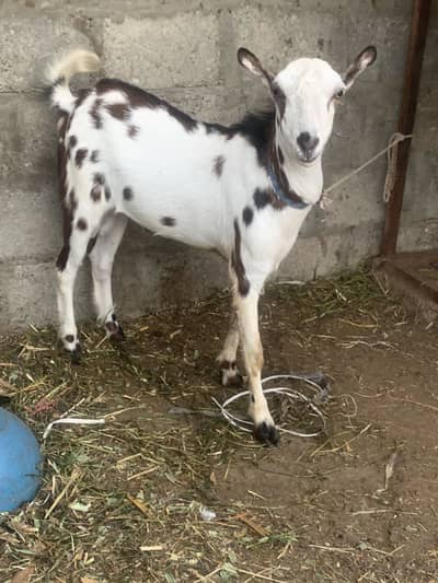 Abluck tedda 2 dant andu pointed.