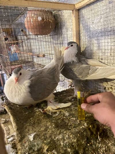 Silver Sherazi Pair King Size