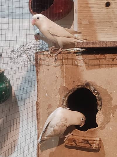 3 pair white ficher albino