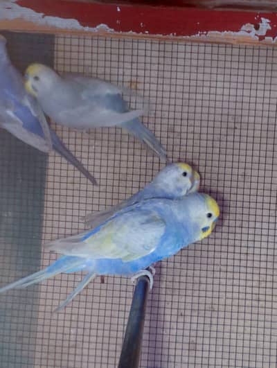 Top Quality Rainbow Budgies