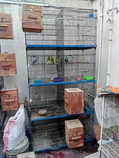 Complete Birds setup for sale