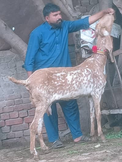 Makhi Chini Confram 100% Gaban Phat Sale