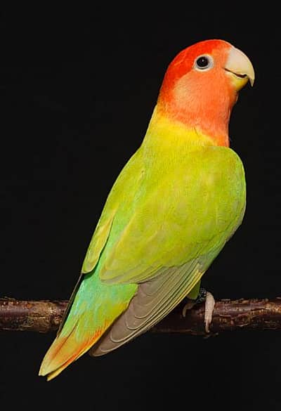 Rosicoli creamino Love Bird Healthy and active pair