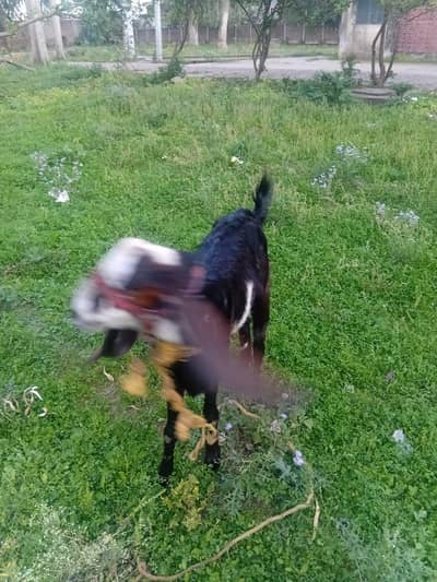 bakra  80k jis bhai ko. qubani k liya  chahiya  wo rabta kry