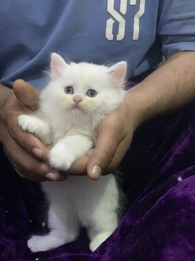 Persian 2