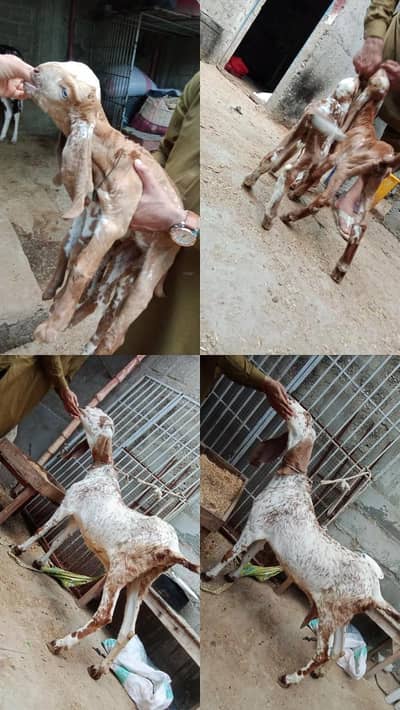 makhi cheeni bakrie with 2 male kids.