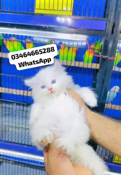 Persian cat white colour Blue Eyes health active 2 month age for sale