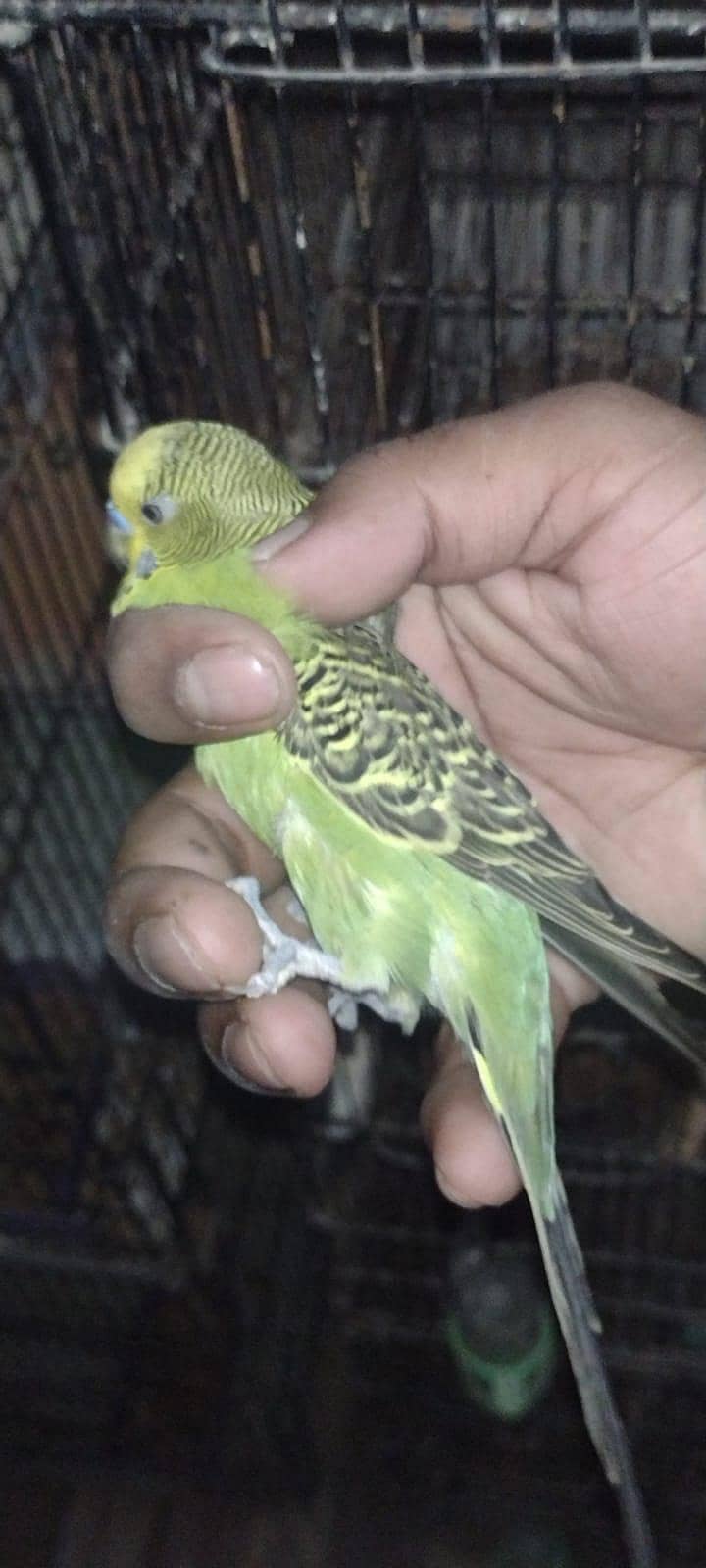 combo split breader male 0