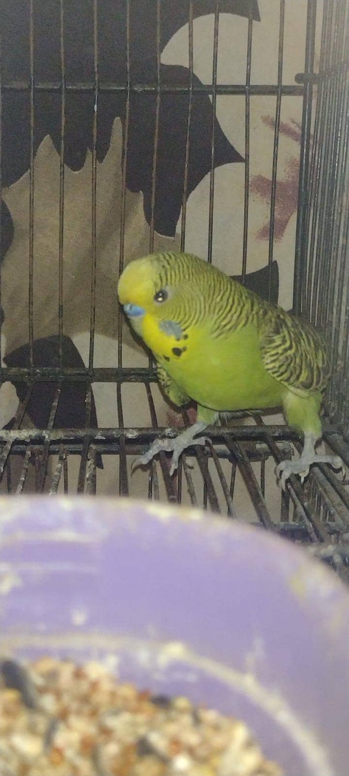 combo split breader male 1