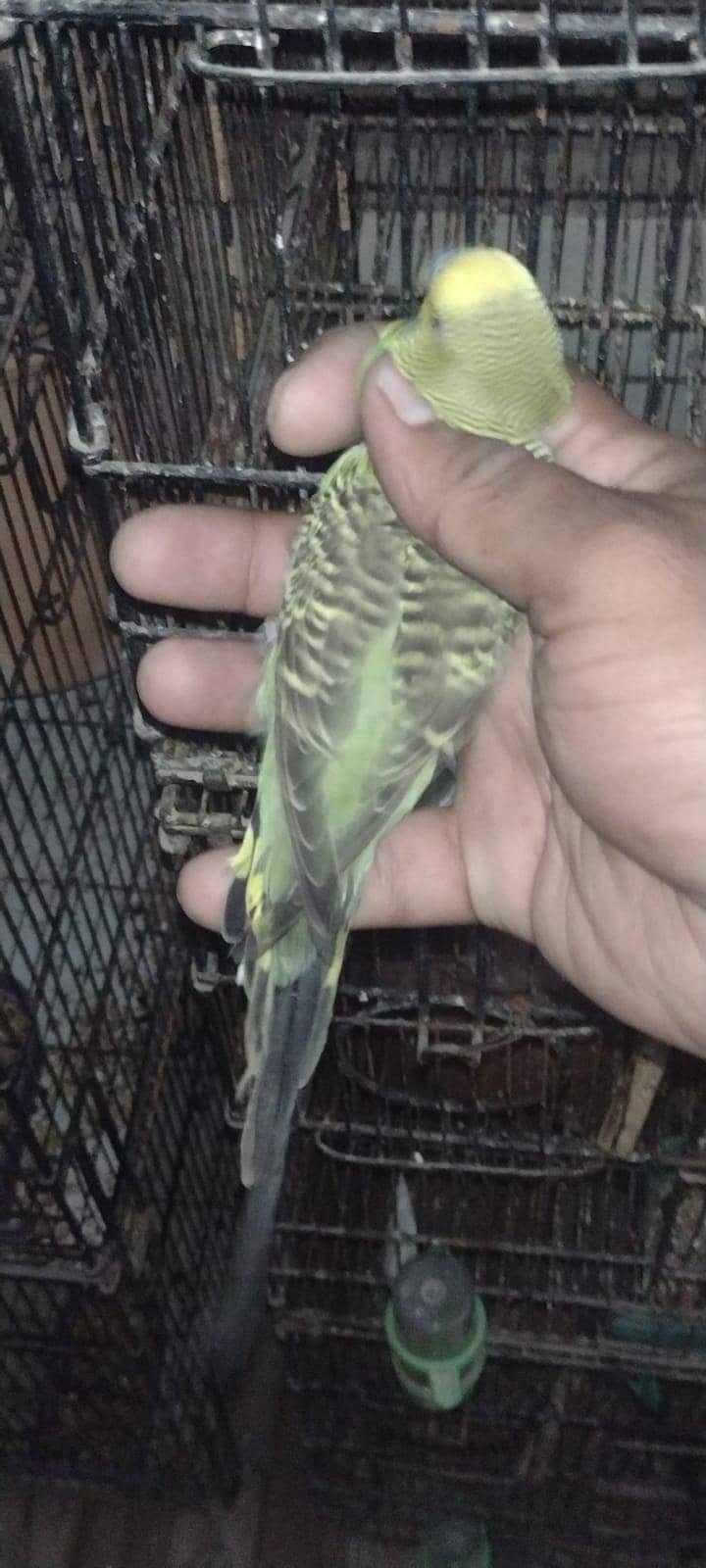 combo split breader male 2