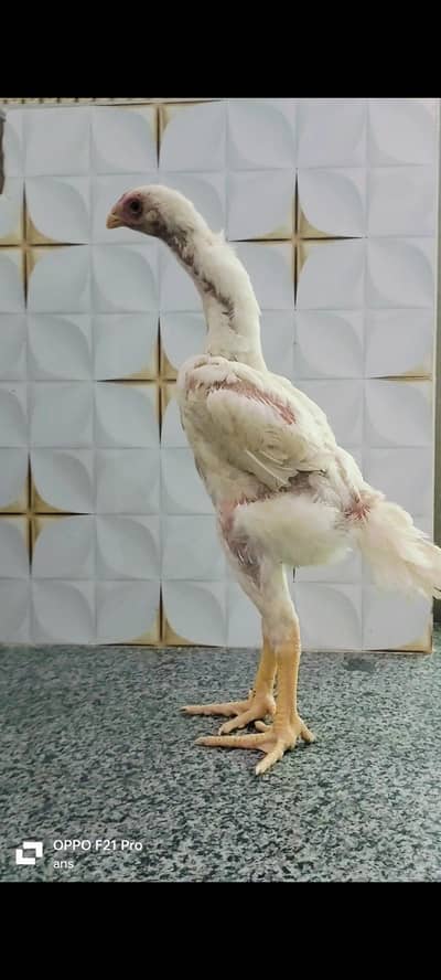 white king shamo swing neck phata high quality