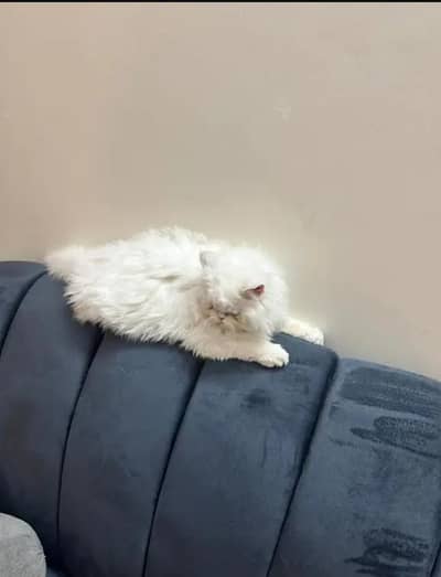 triple cote punch fece cat +92 348 9375822 wtsp