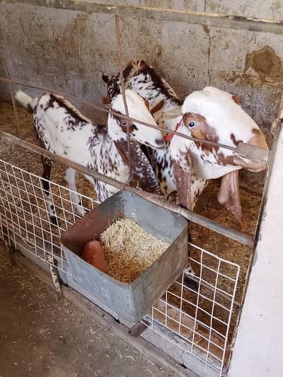 makha chini bakriyan or kamori bakra