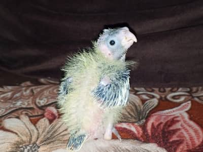 cocktail chicks for sale