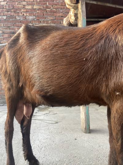 Bakri Gabban 5 /7 din ma bachay da dy gi