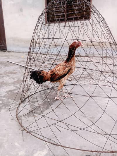phati assel hen full active and healthy