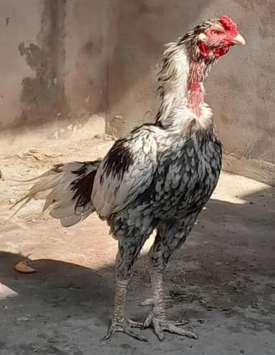 Quality Aseel wts aap 03023737562