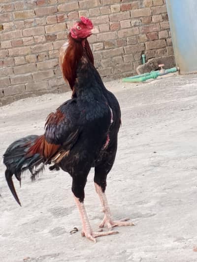 lakha PATHA fosale sar par Thori si CHOT ha