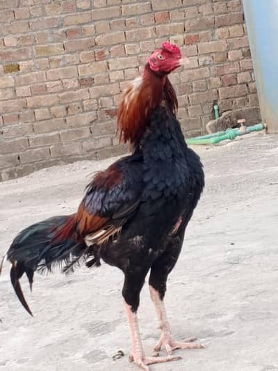 lakha PATHA fosale sar par Thori si CHOT ha