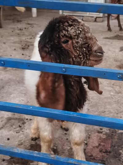 ok haa gr ke chez haa