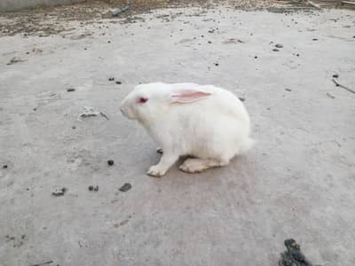 New Zealand White Rabbits | Rabbit Kids