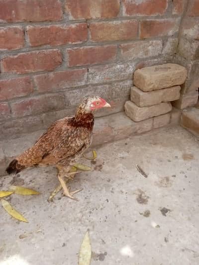 pure mianwali murgi hai pure assel  03248723662