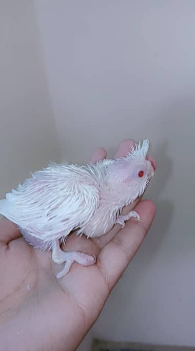 cocktail chicks And Love bird