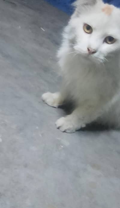 perision cat for sale