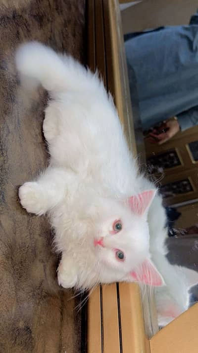 Beautiful Kitten Available – Playful & Active