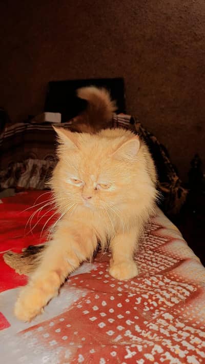 Persian cat