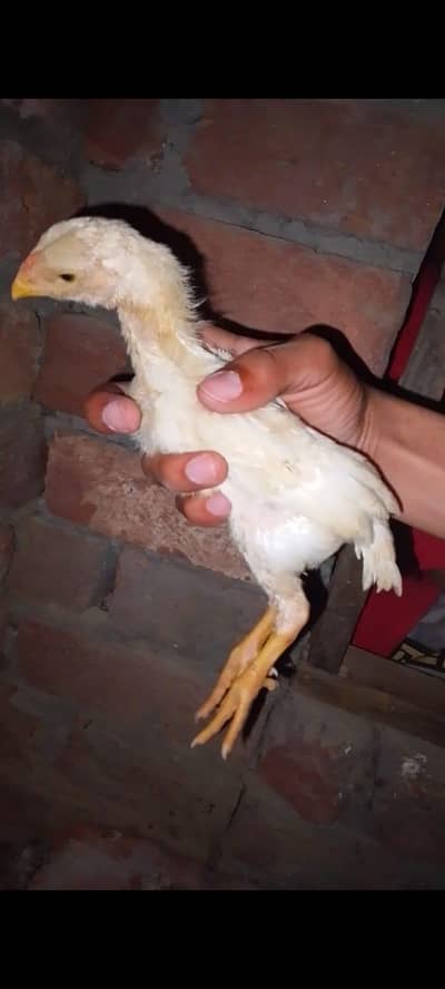 aseel shamo chick's  for sale 25 day do chick's ha
