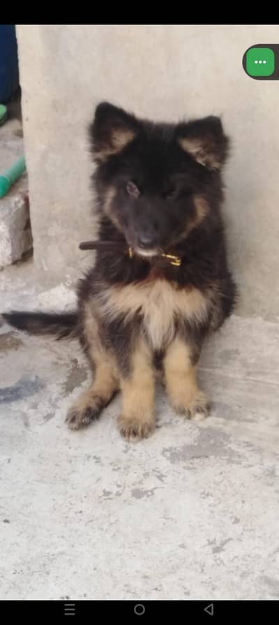 German shepherd puppy (female)