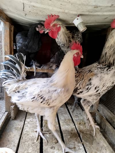 Eggs laying Golden Misri,