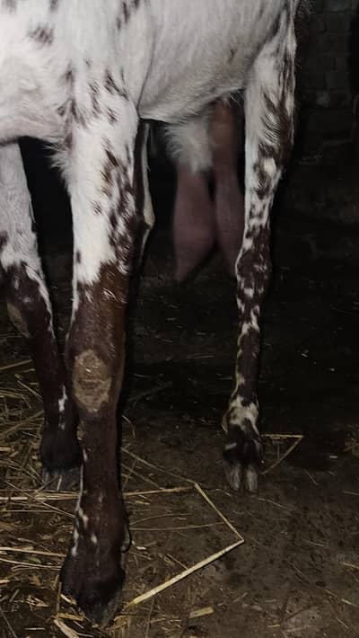 makhi cheeni for sale only serious buyers contact us