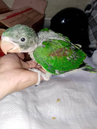 raw parrot chick