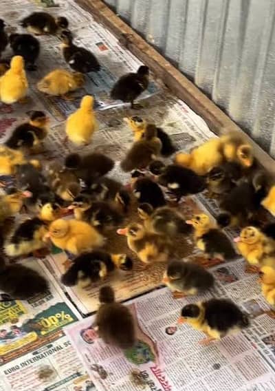 Duck chicks available for sale