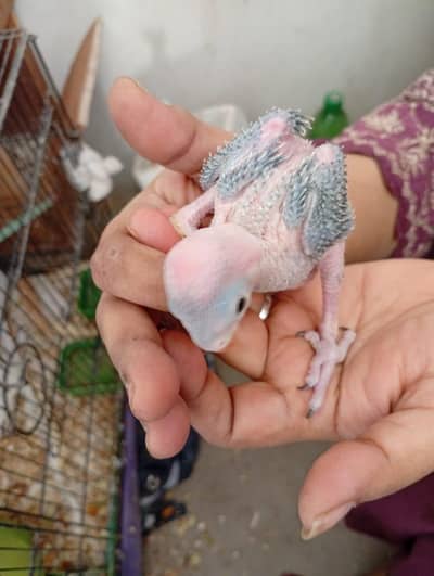Green Parrot baby