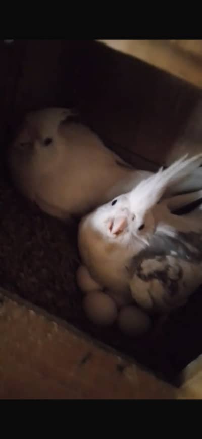 03146000146 whatsapp no