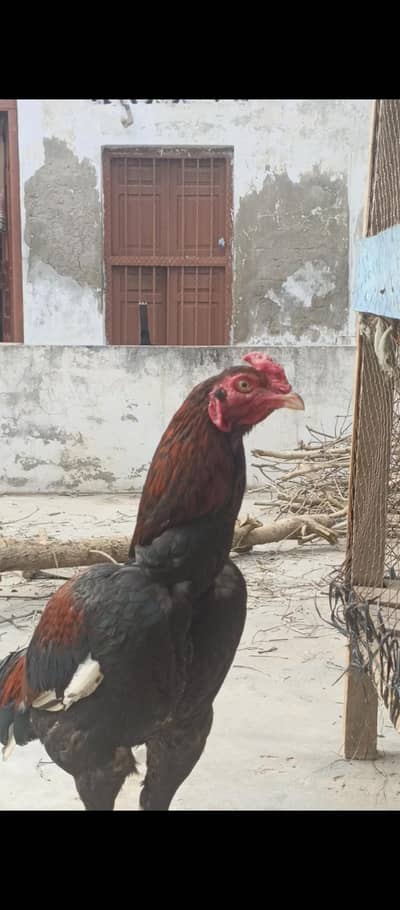 aseel patha for sale urjunt