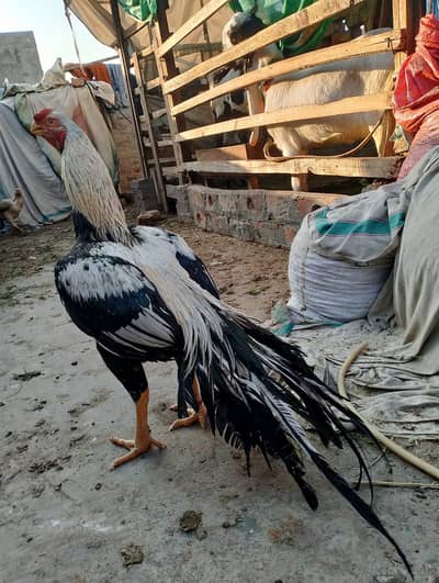 Indian long tail parrot beak chiks