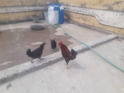 Golden Msri 1 male and 2 females