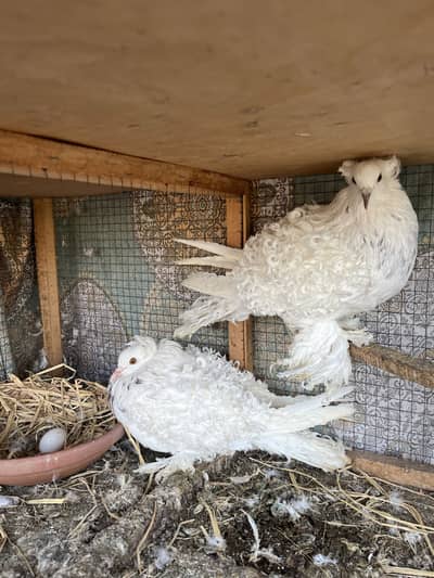 Frill back pair for sale